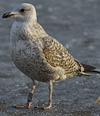Herring Gull